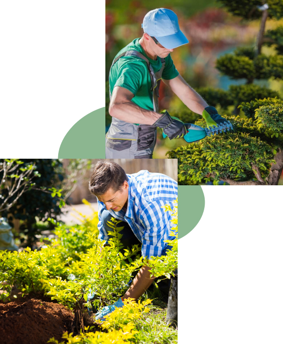 Ornamental Pruning, Crown Reduction